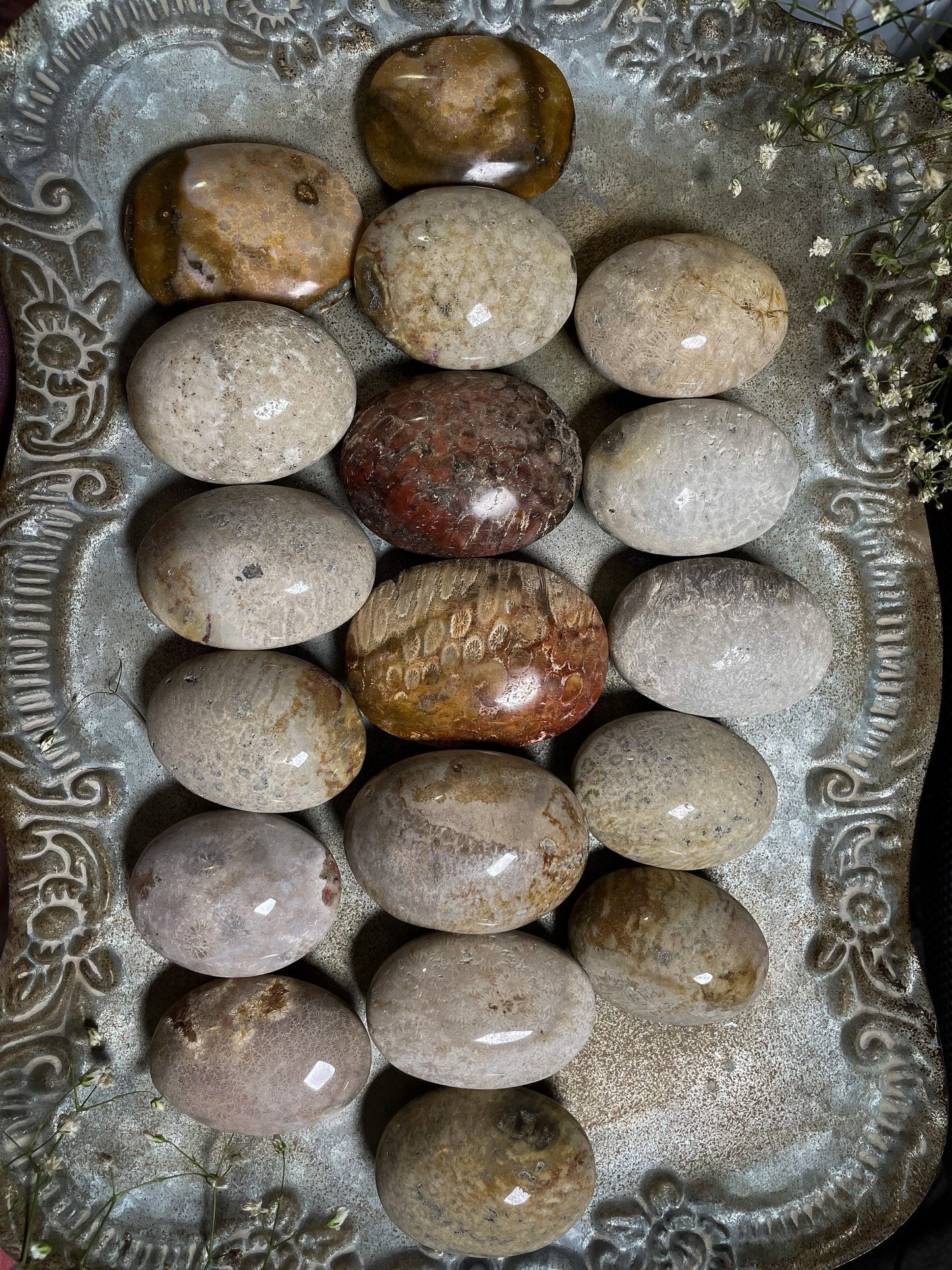 Fossilized Coral Palm Stone