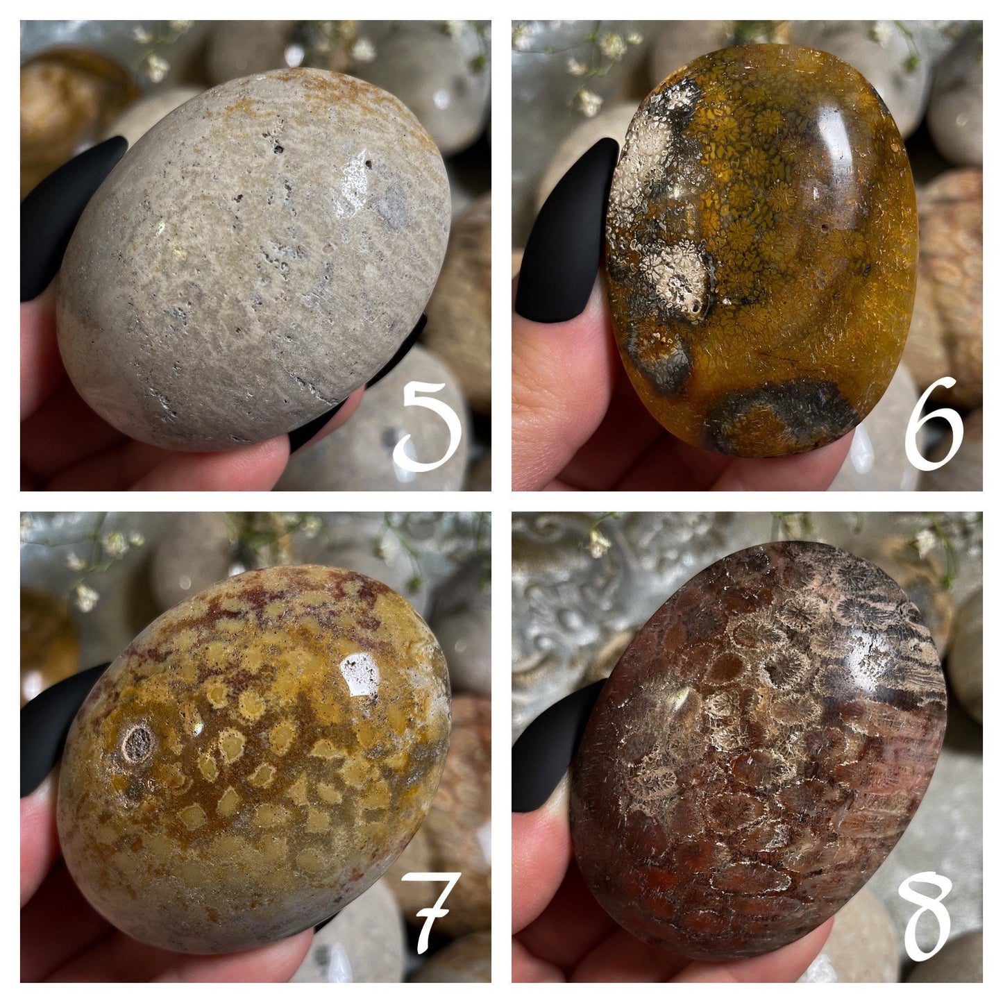 Fossilized Coral Palm Stone