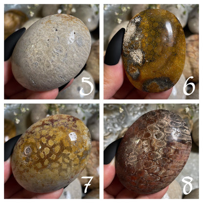 Fossilized Coral Palm Stone