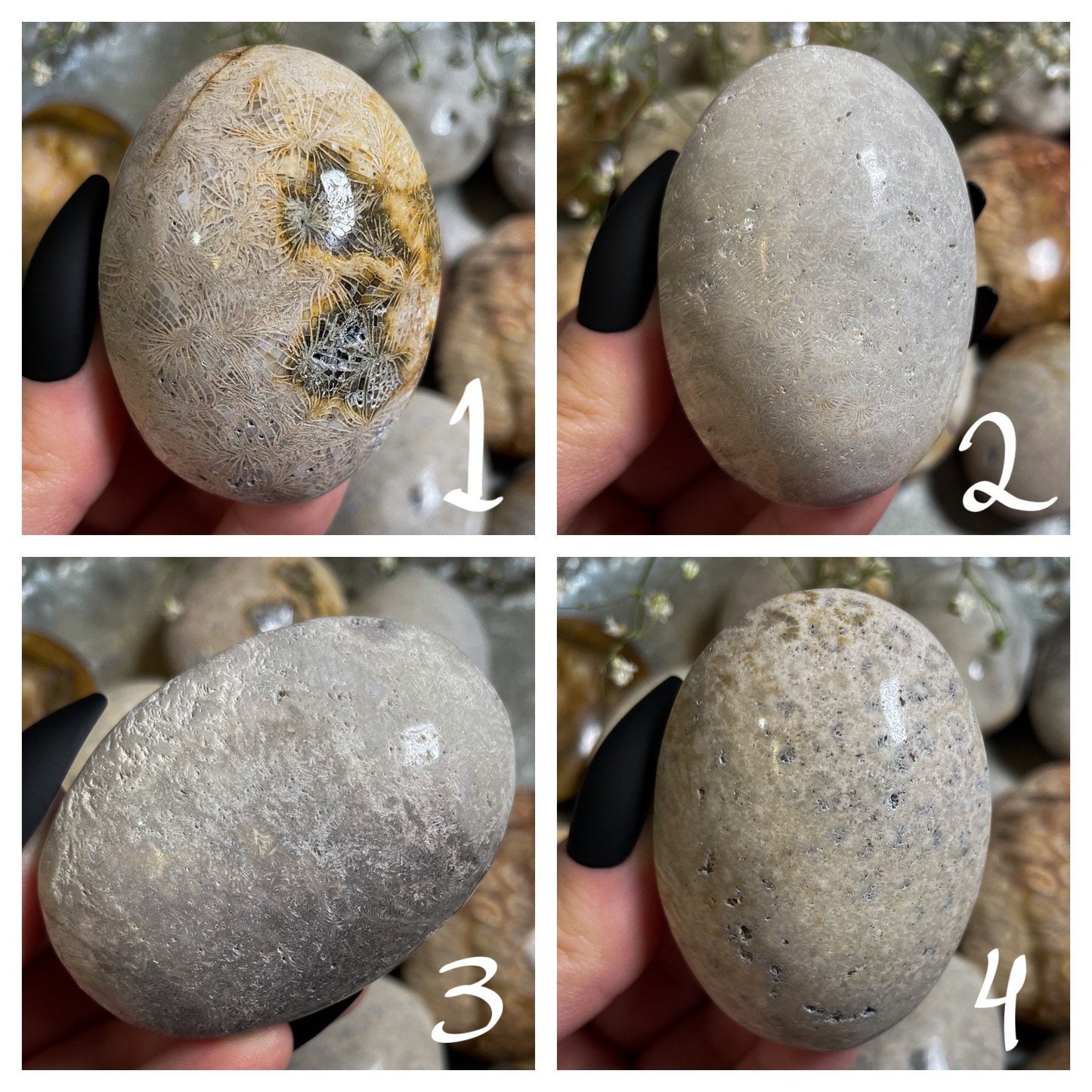 Fossilized Coral Palm Stone