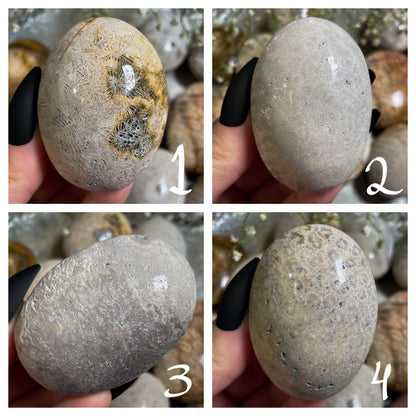 Fossilized Coral Palm Stone