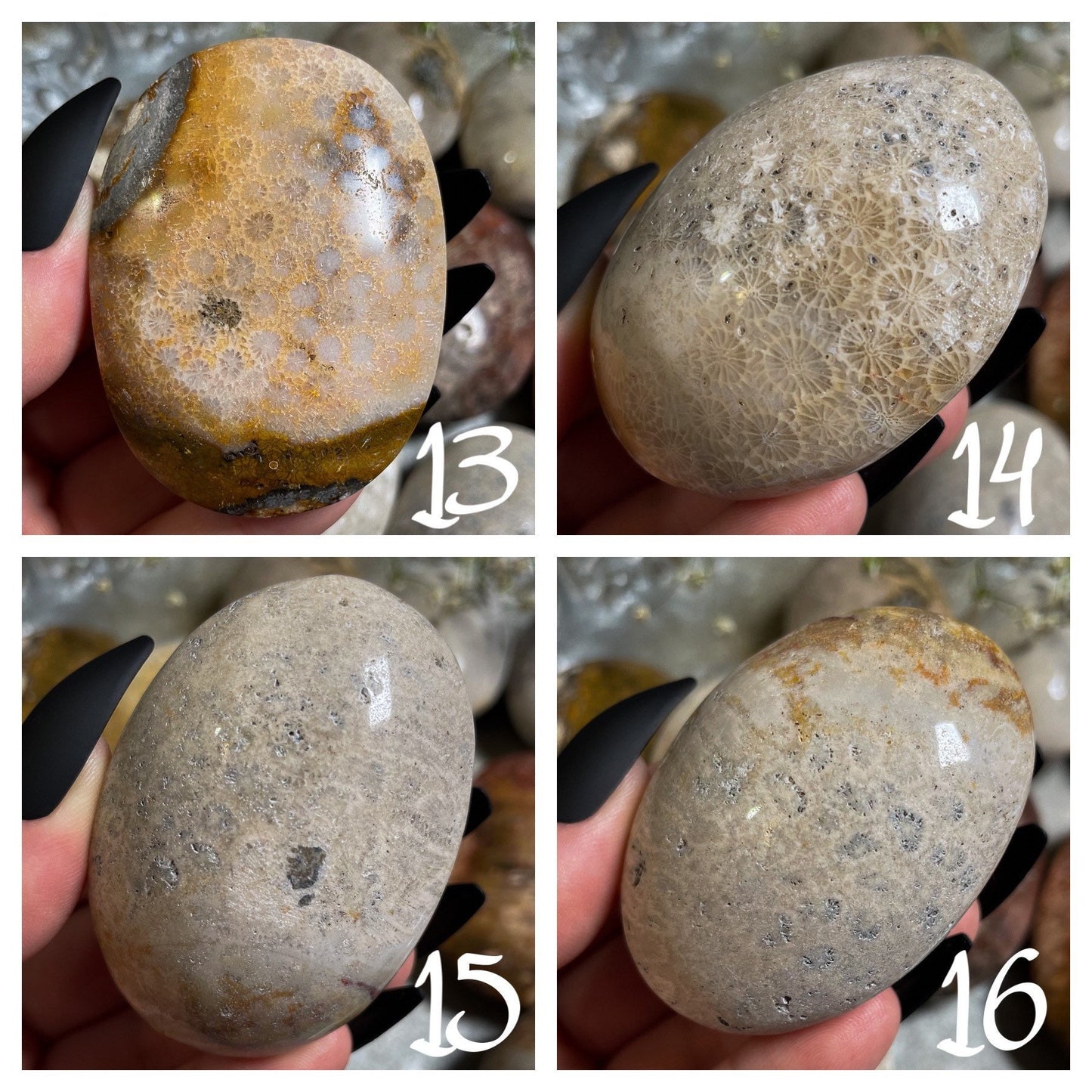 Fossilized Coral Palm Stone