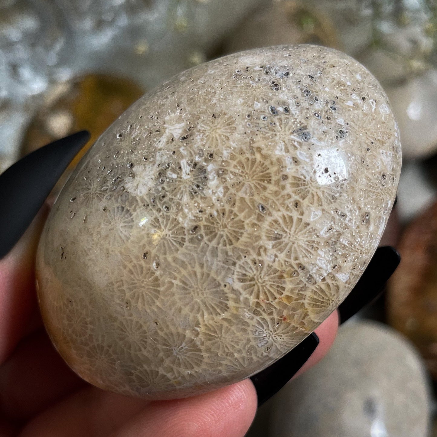 Fossilized Coral Palm Stone