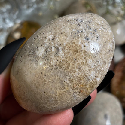 Fossilized Coral Palm Stone