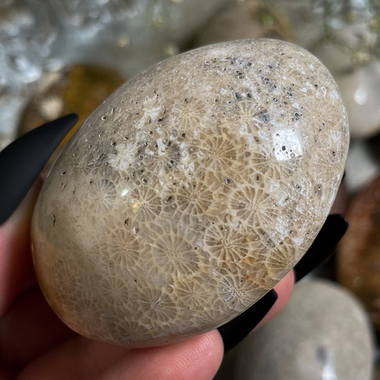 Fossilized Coral Palm Stone