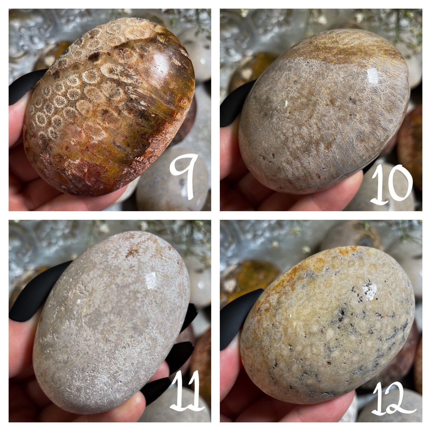 Fossilized Coral Palm Stone