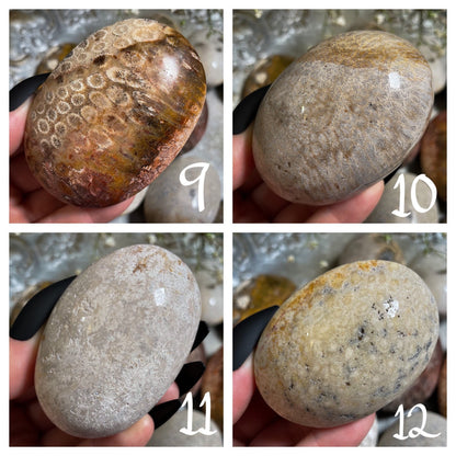 Fossilized Coral Palm Stone