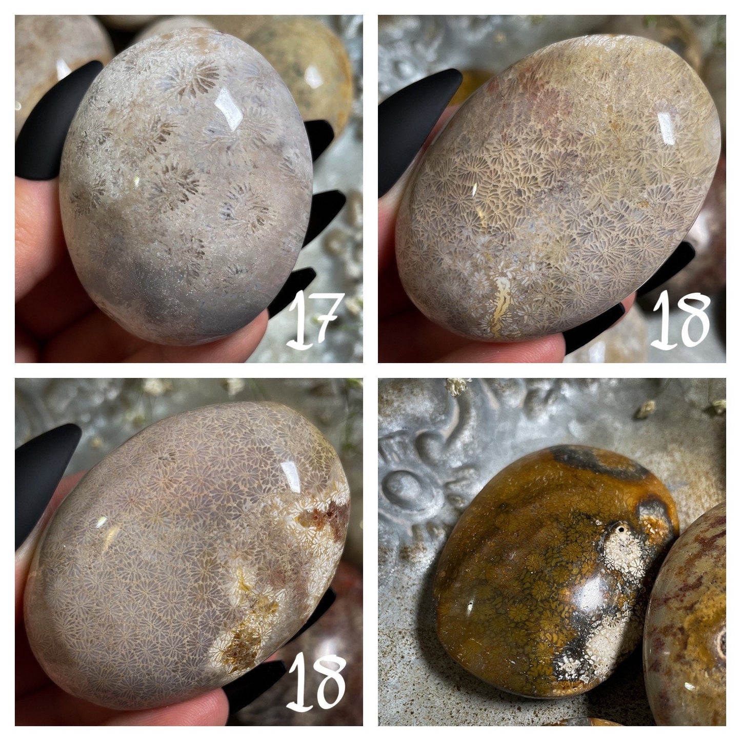 Fossilized Coral Palm Stone