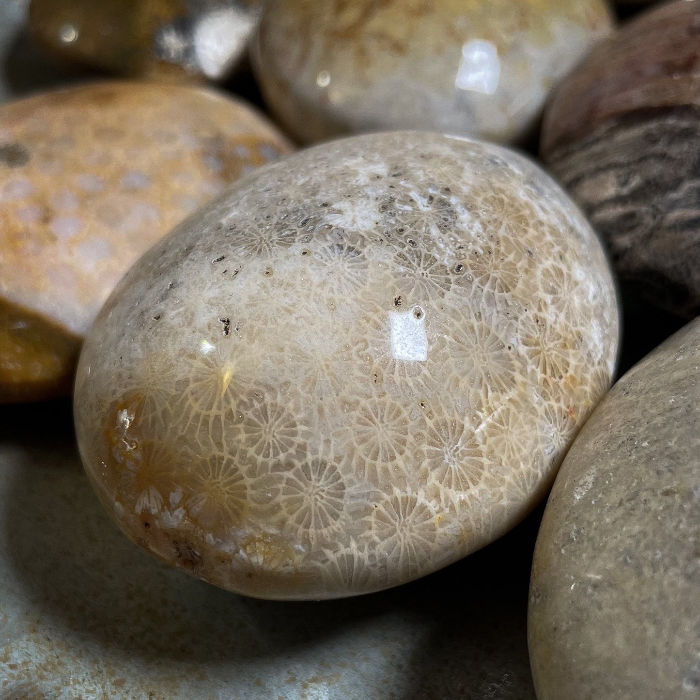 Fossilized Coral Palm Stone