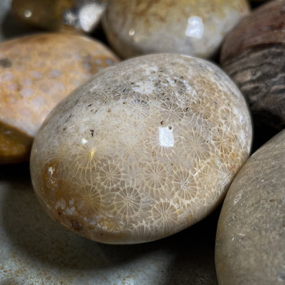 Fossilized Coral Palm Stone