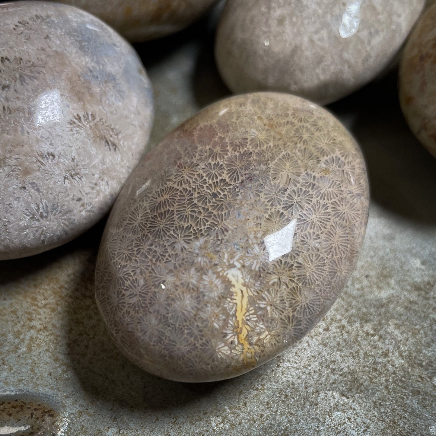Fossilized Coral Palm Stone