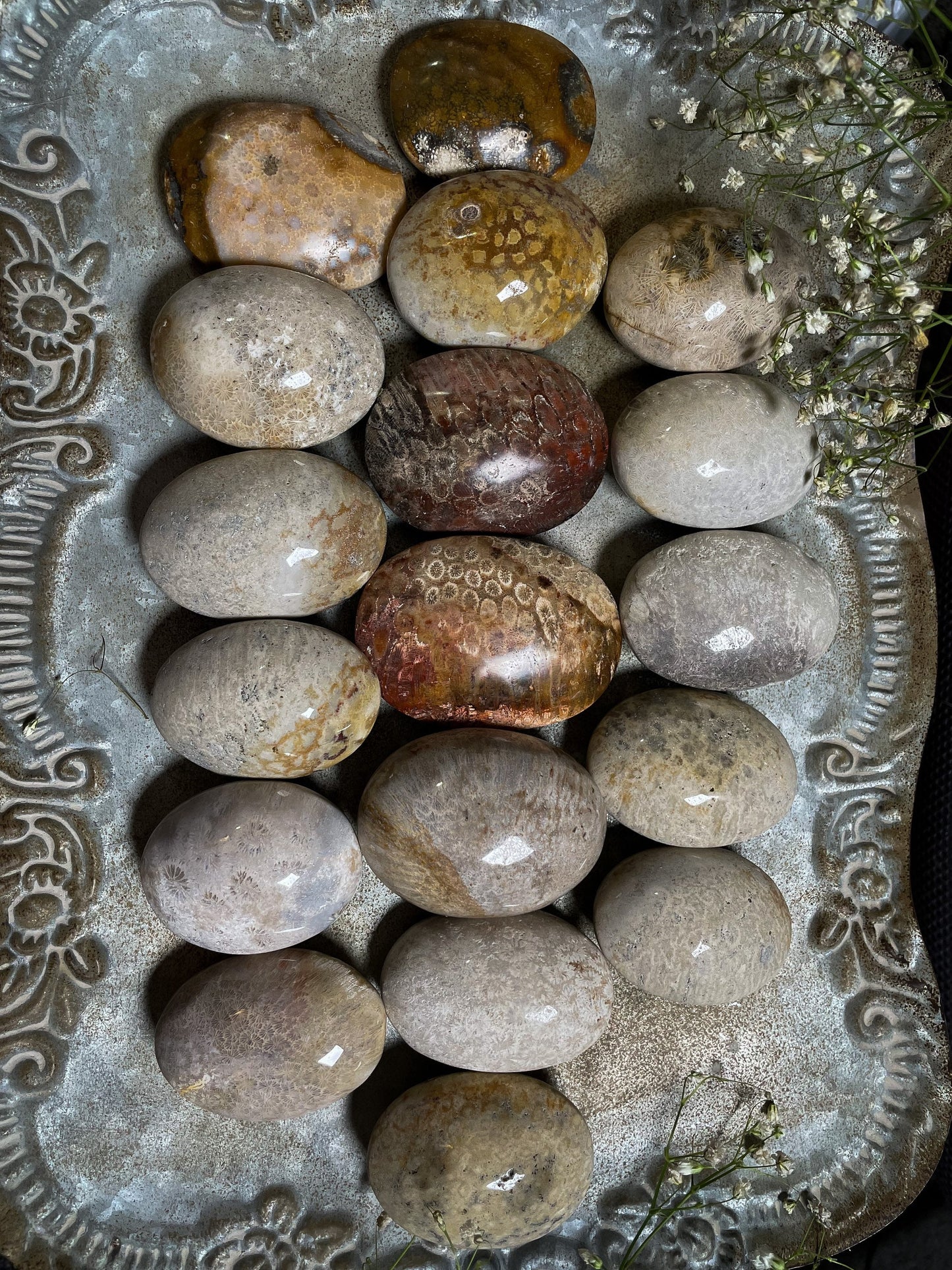 Fossilized Coral Palm Stone