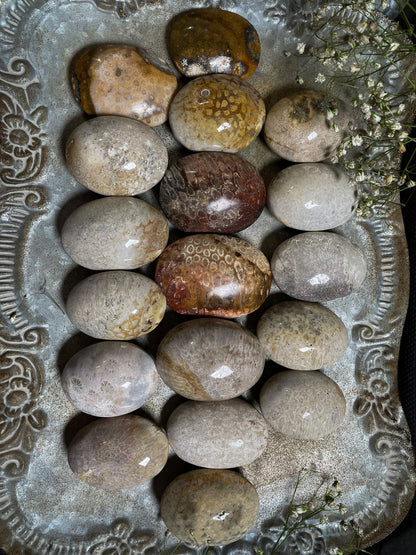 Fossilized Coral Palm Stone