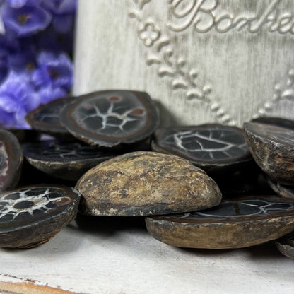 Septarian Nodules with Pyrite