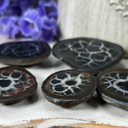 Septarian Nodules with Pyrite