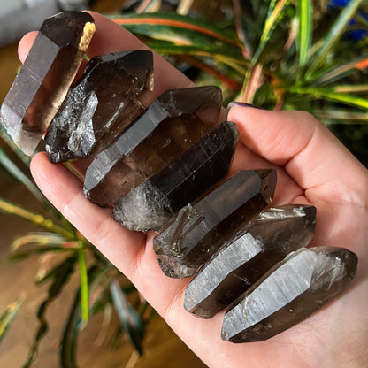 Smoky Quartz Lemurian Points