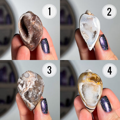 Druzy Fossilized Shells