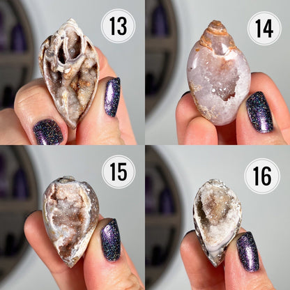 Druzy Fossilized Shells