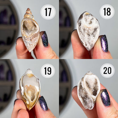 Druzy Fossilized Shells