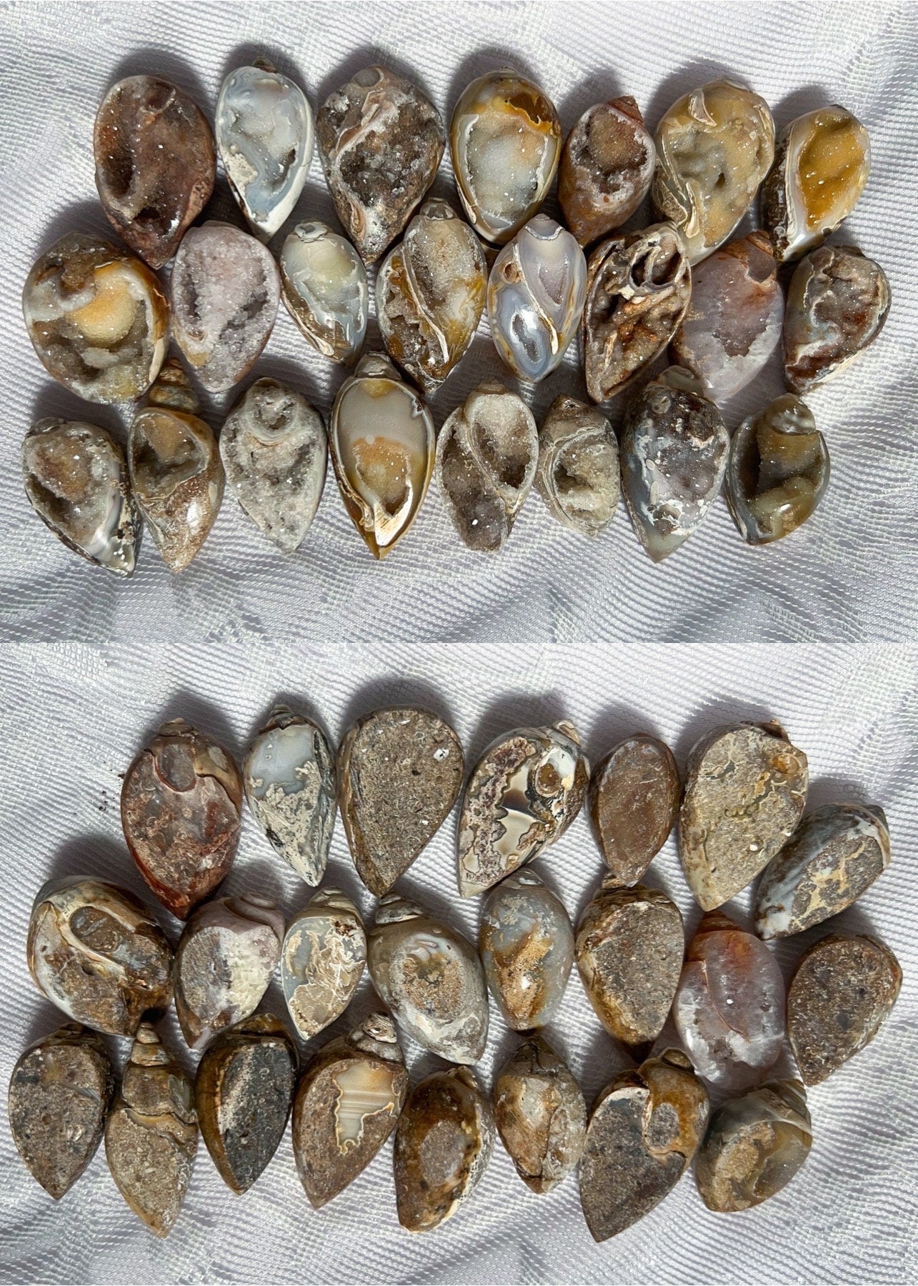 Druzy Fossilized Shells