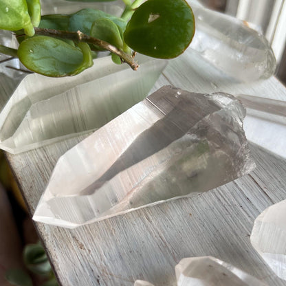 Lemurian Quartz