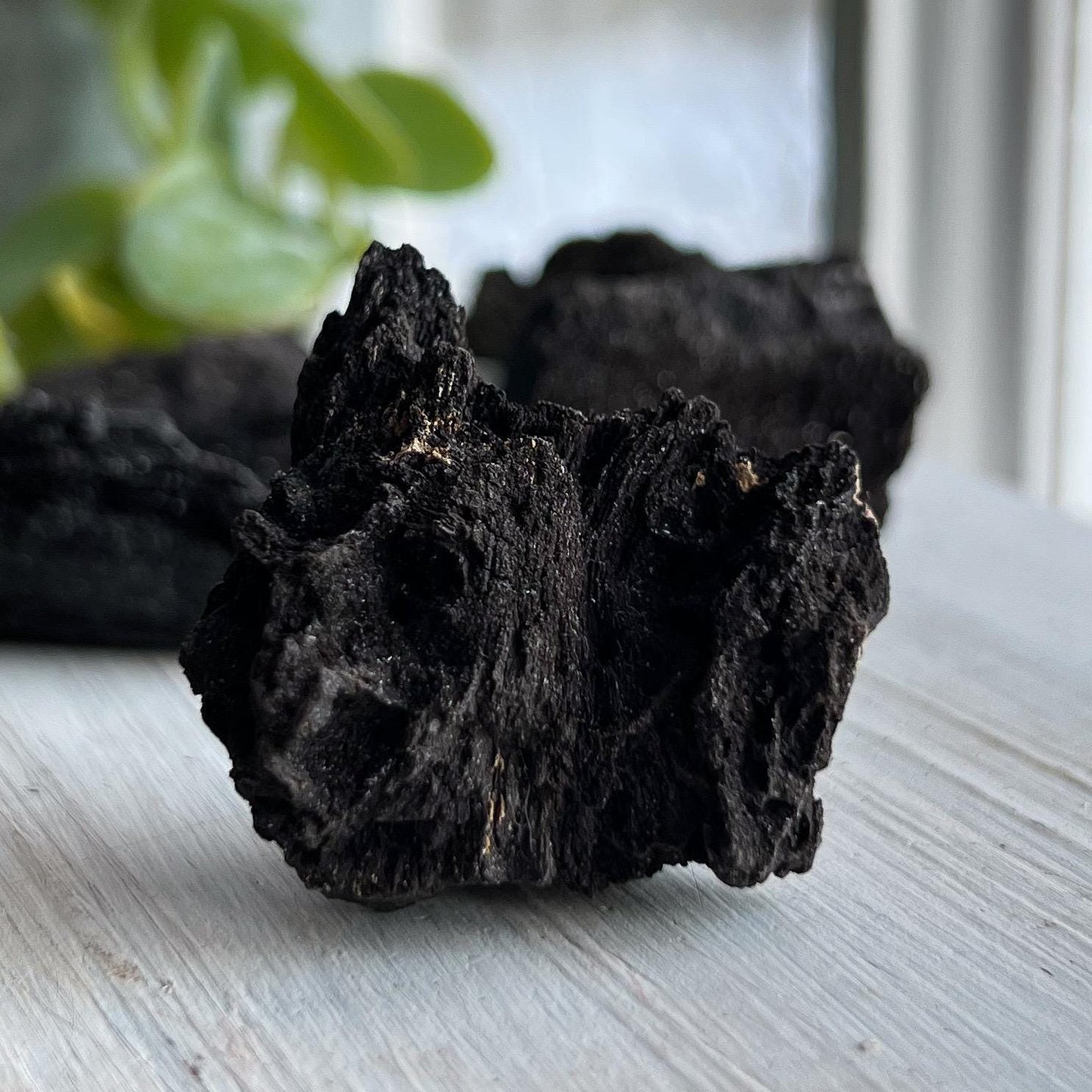Druzy Fossilized Wood