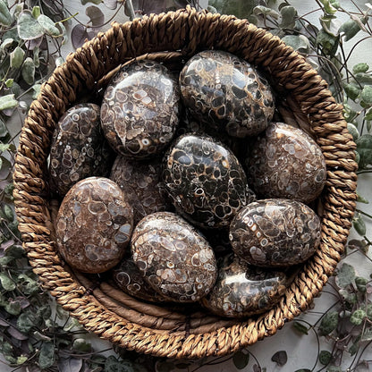 Turritella Agate Palm Stones