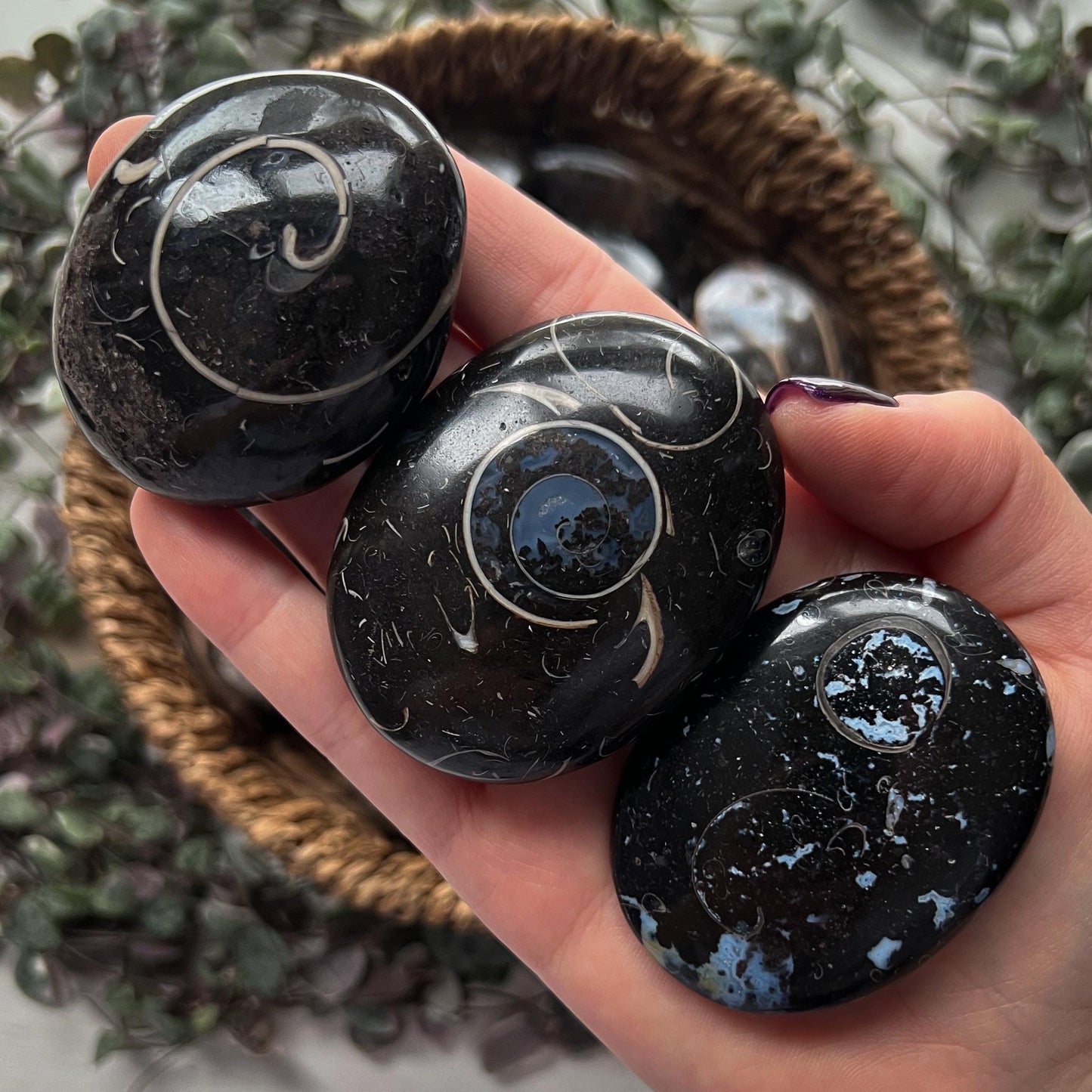 Colus Fossil Palm Stones