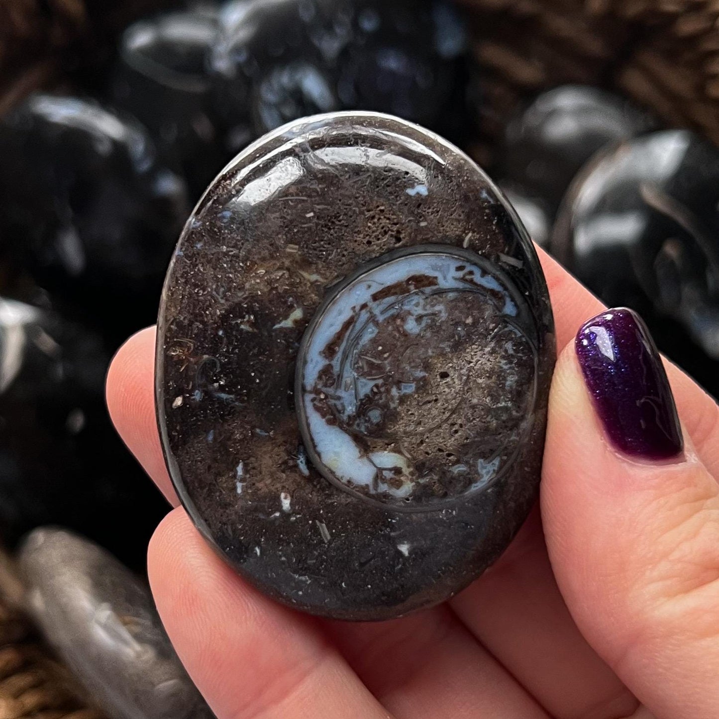 Colus Fossil Palm Stones