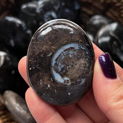 Colus Fossil Palm Stones