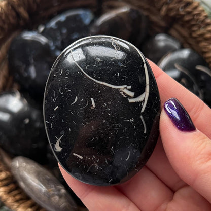 Colus Fossil Palm Stones