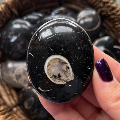 Colus Fossil Palm Stones