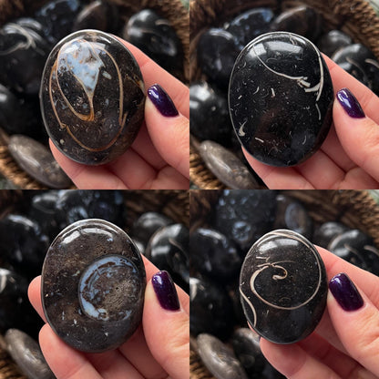Colus Fossil Palm Stones