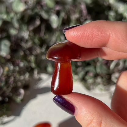 Carnelian Mushroom