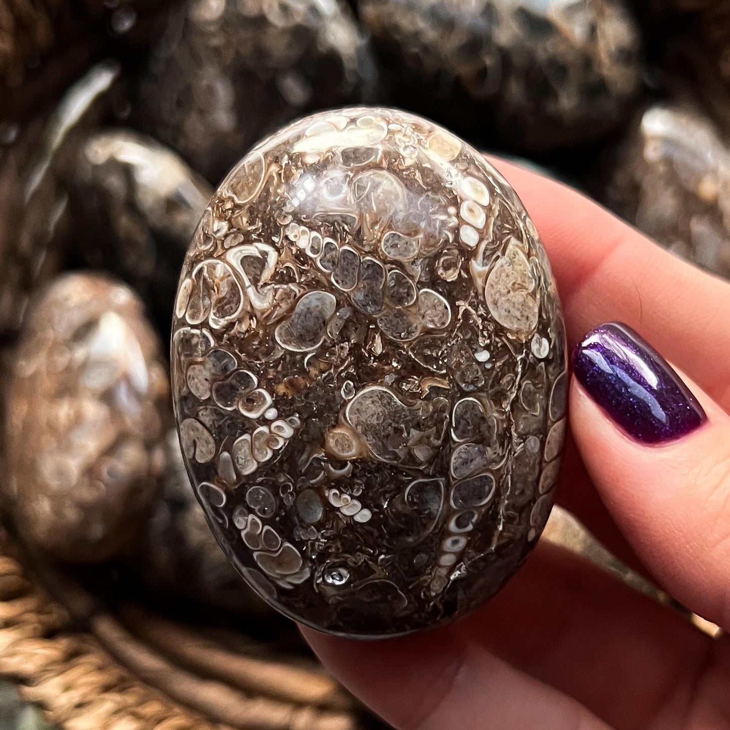 Turritella Agate Palm Stones