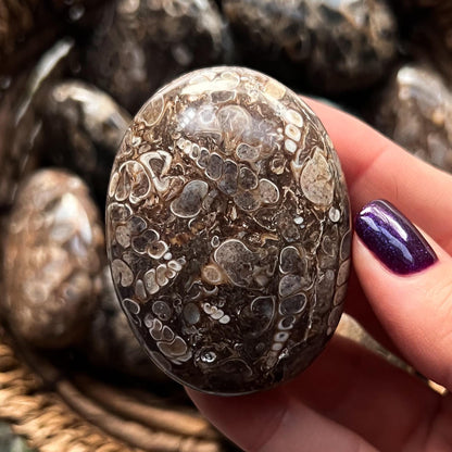 Turritella Agate Palm Stones