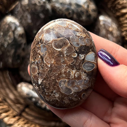 Turritella Agate Palm Stones