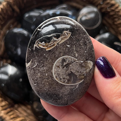 Colus Fossil Palm Stones