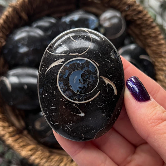 Colus Fossil Palm Stones