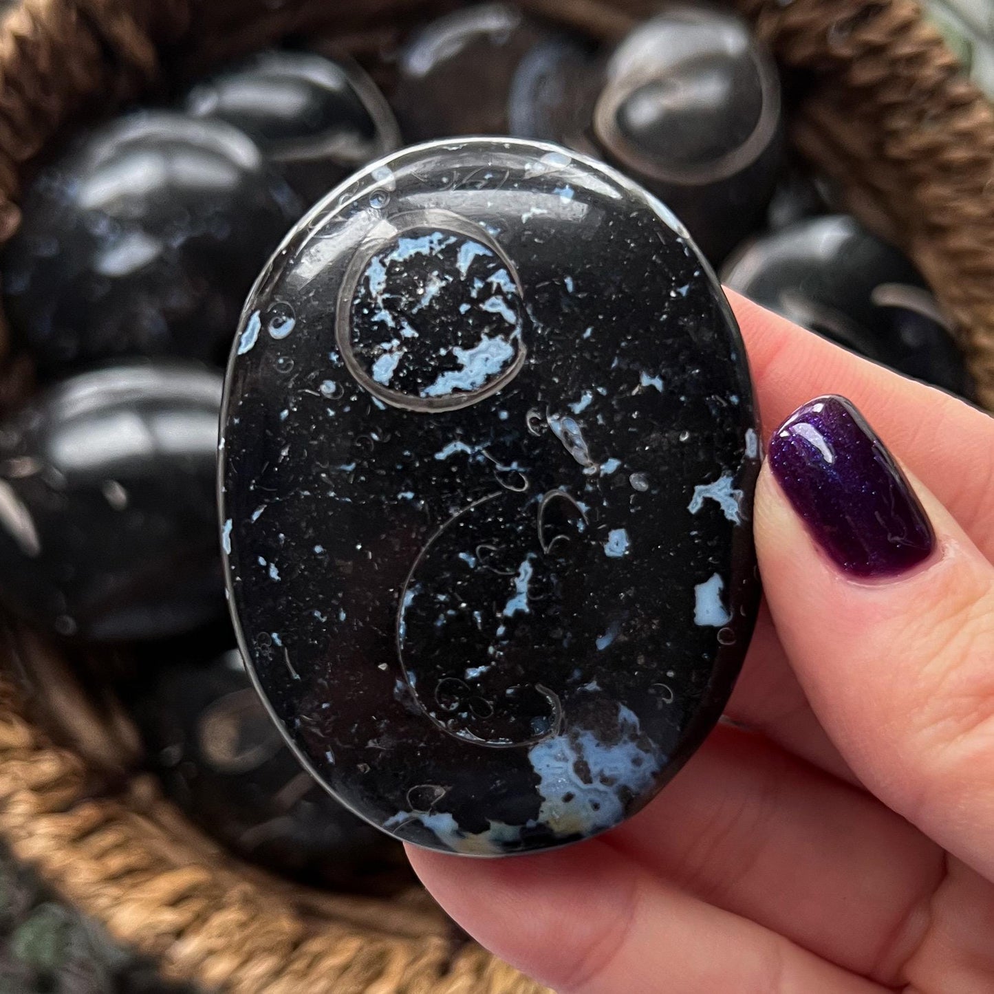 Colus Fossil Palm Stones