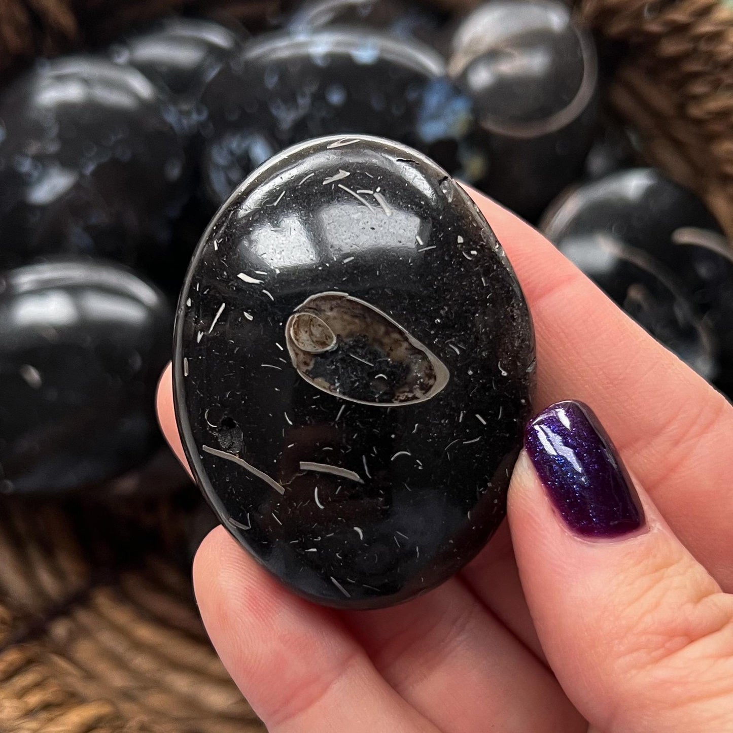 Colus Fossil Palm Stones