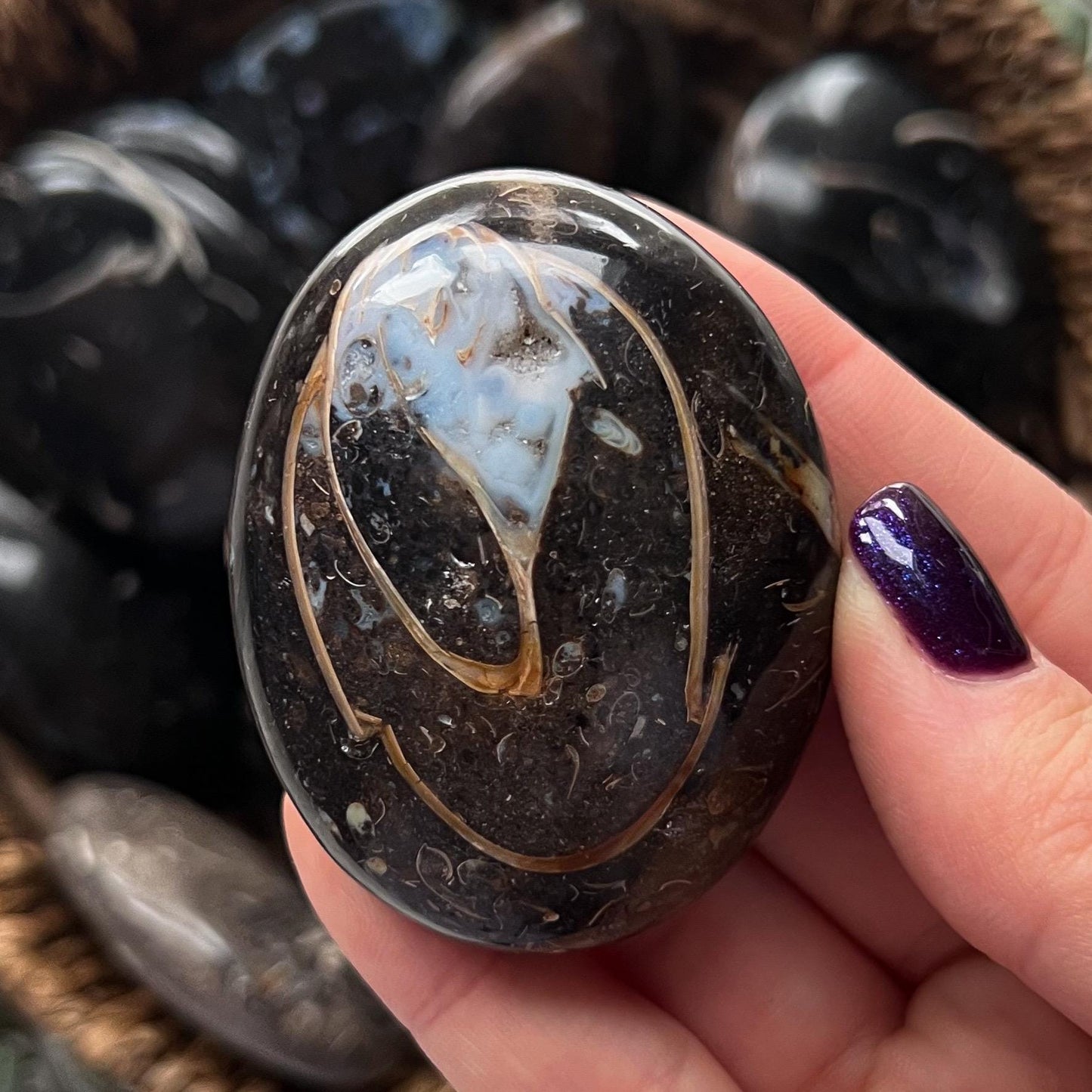 Colus Fossil Palm Stones