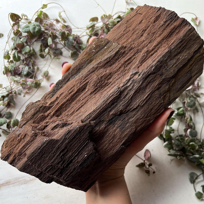 Permineralized Wood from Germany