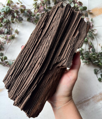 Permineralized Wood from Germany