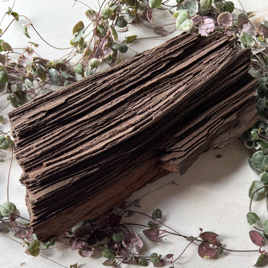 Permineralized Wood from Germany