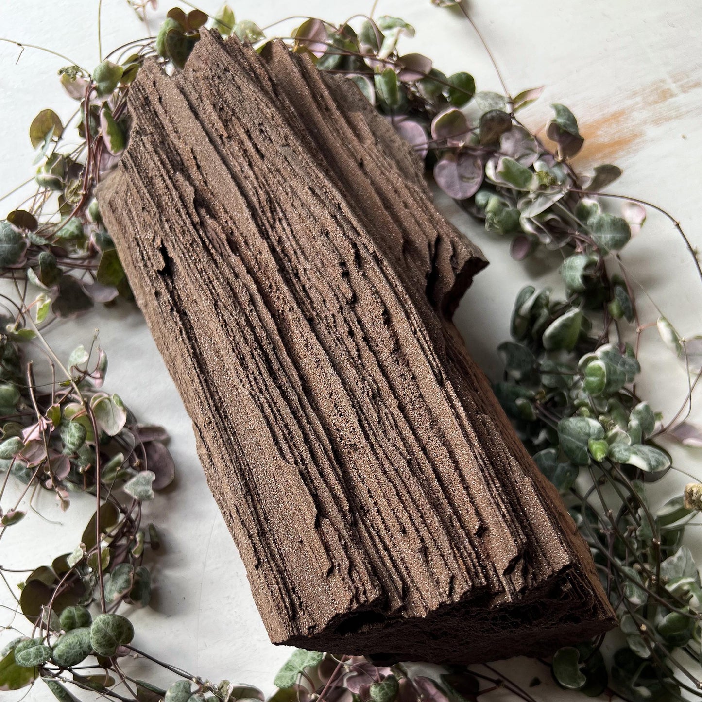 Permineralized Wood from Germany
