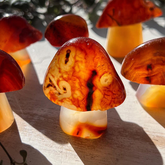Carnelian Mushroom