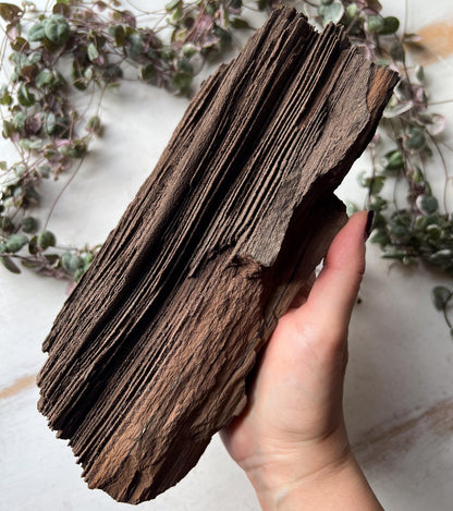 Permineralized Wood from Germany