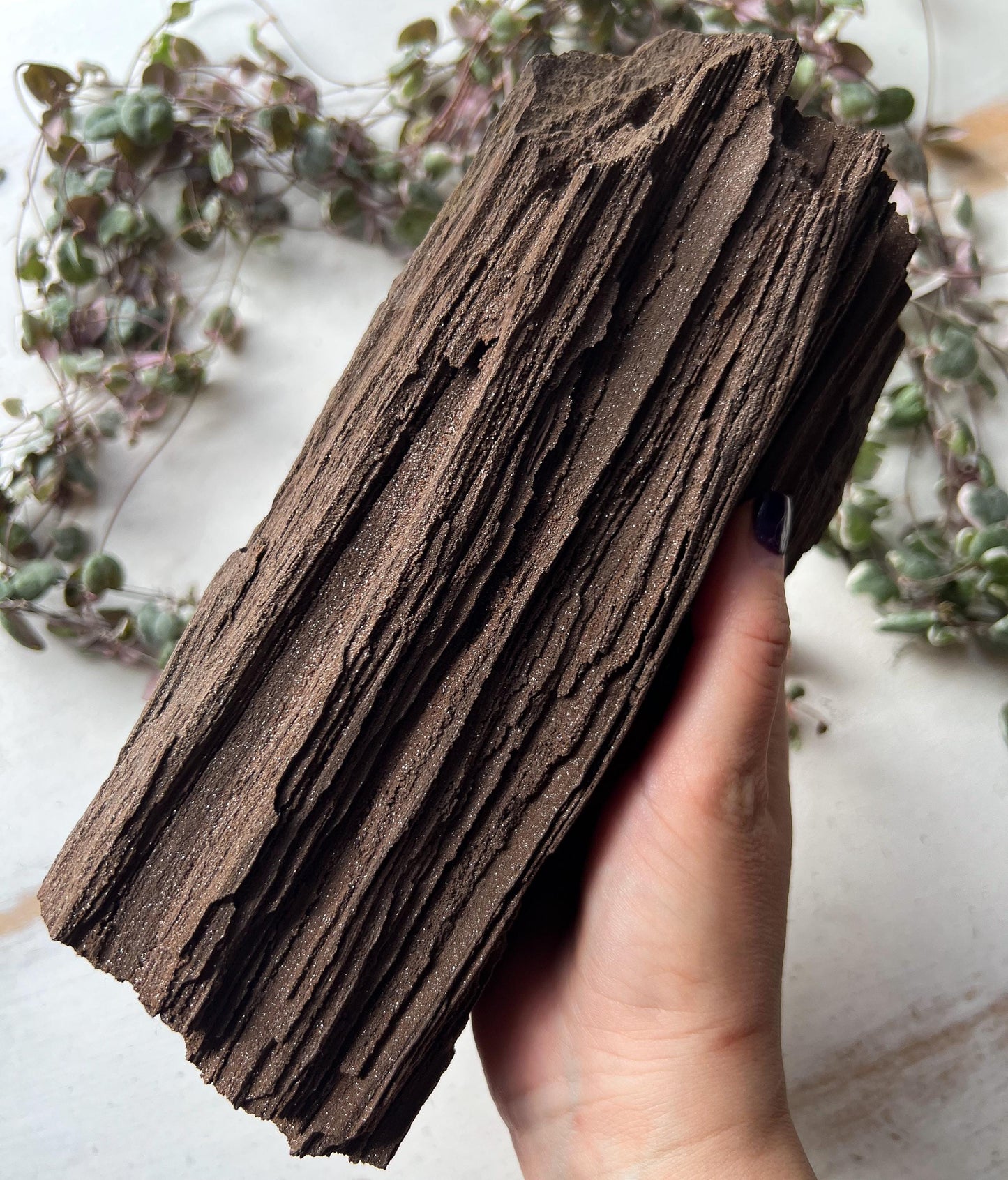 Permineralized Wood from Germany
