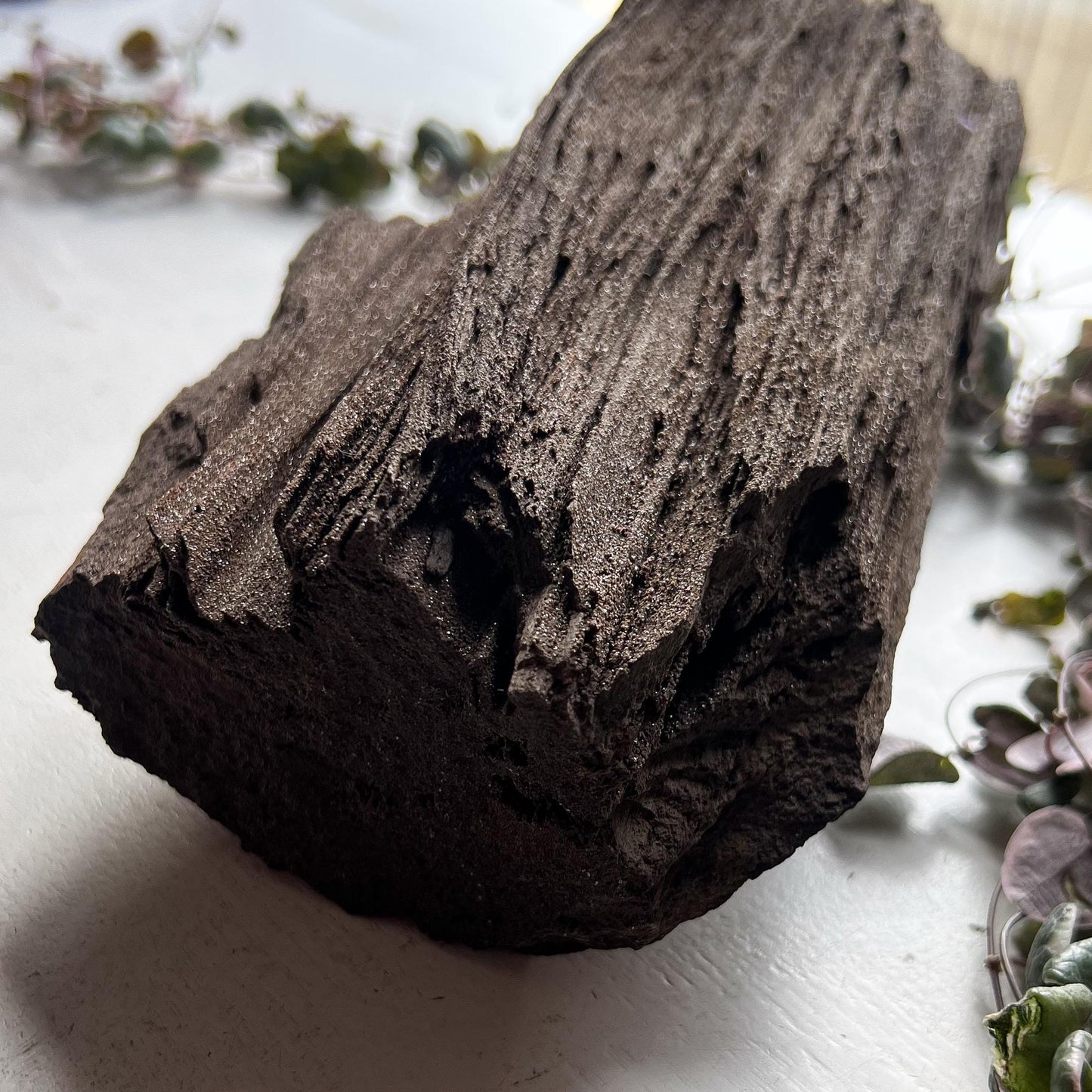 Permineralized Wood from Germany